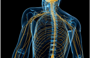 骨格に神経が張り巡らされている