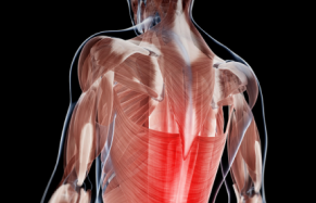 人間の身体に広背筋が赤く表示されている